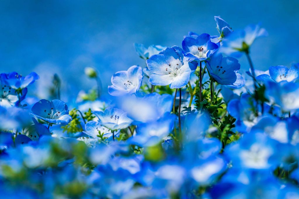 Narcisos azules y blancos