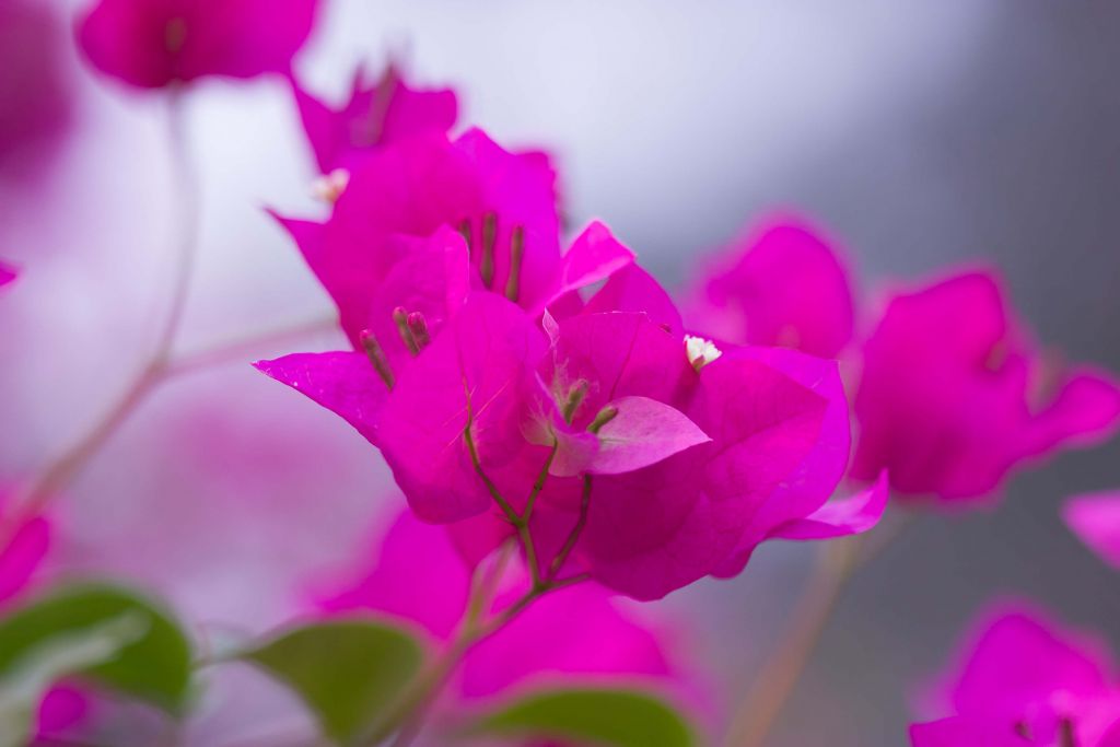Flor rosa de primer plano