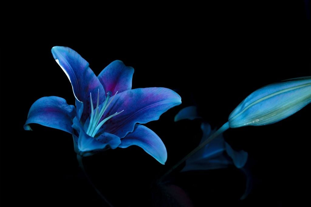 Flores ultravioletas