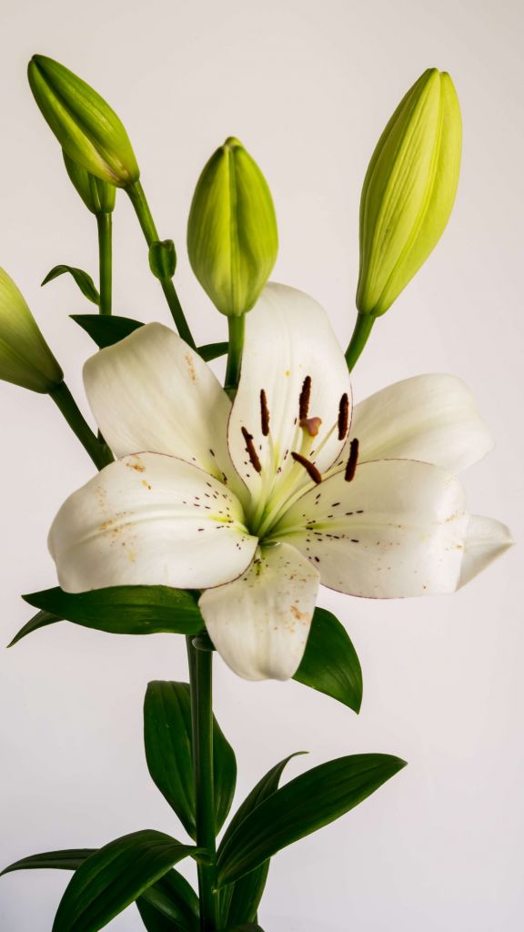 Flor de lirio blanco