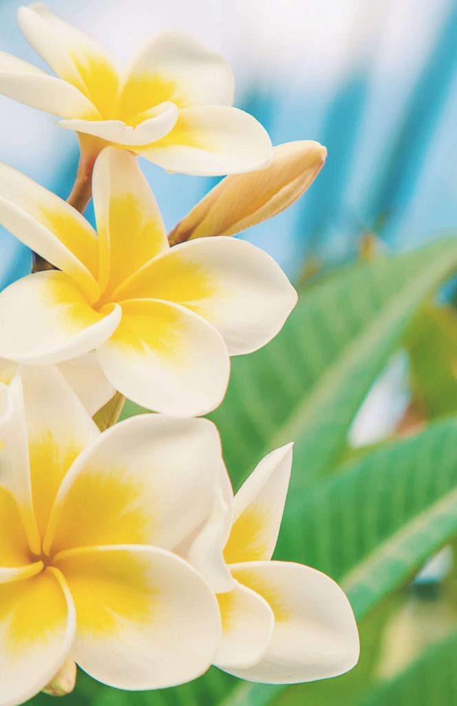 Flor de plumeria blanca y amarilla