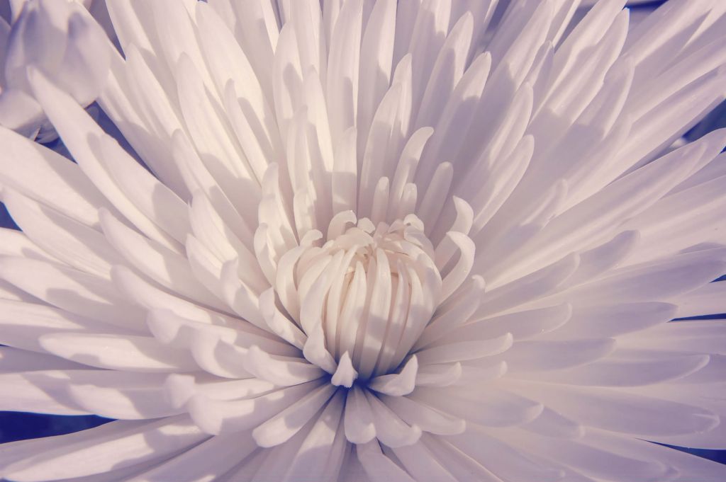Flor blanca de primer plano