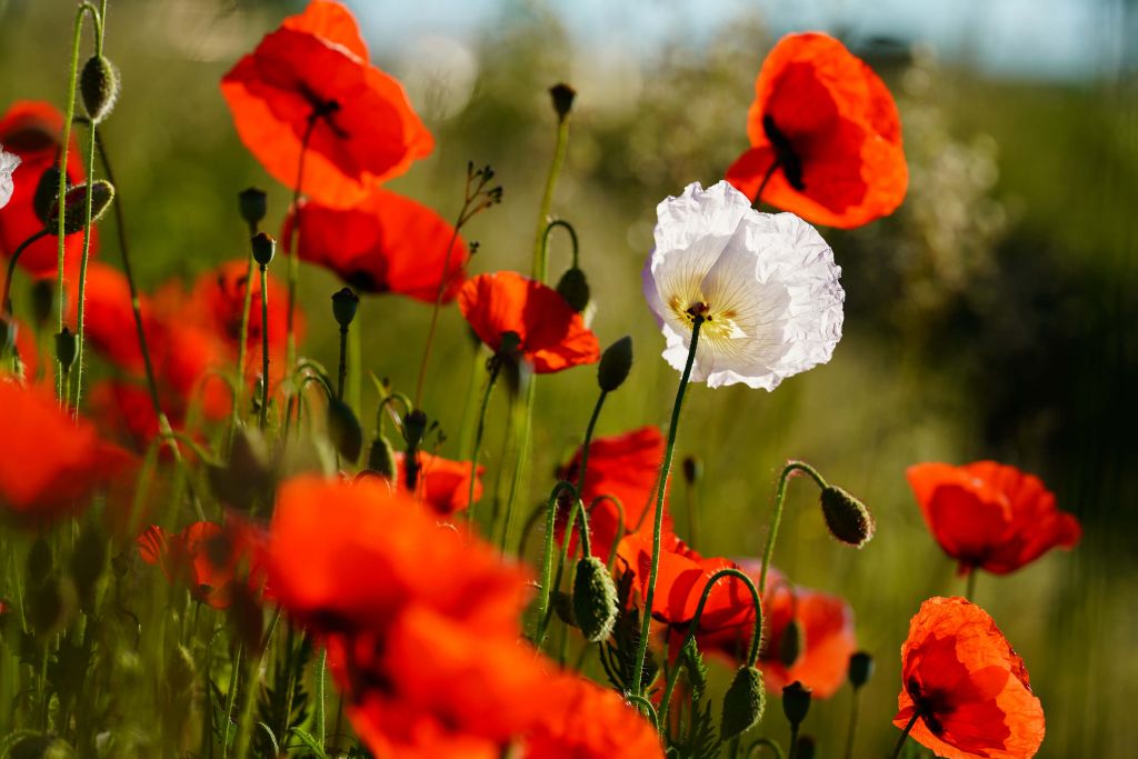 Grupo de amapolas