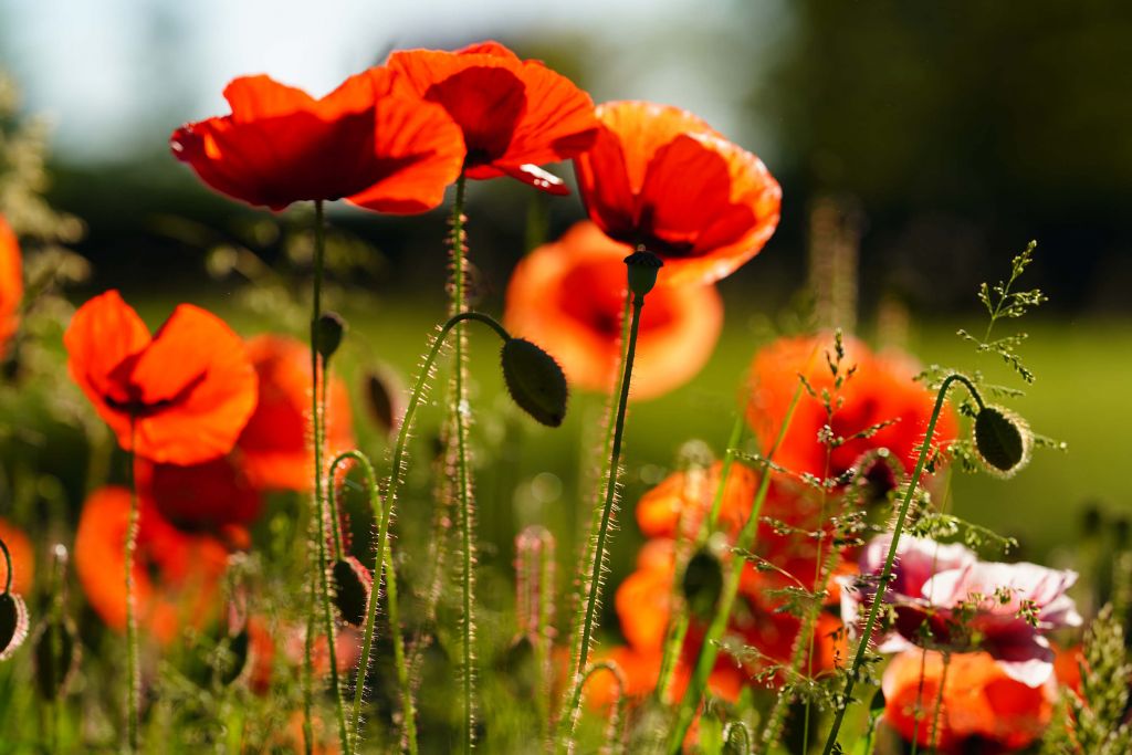 Amapolas