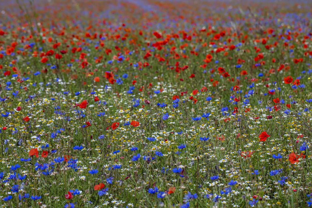 Campo lleno de amapolas