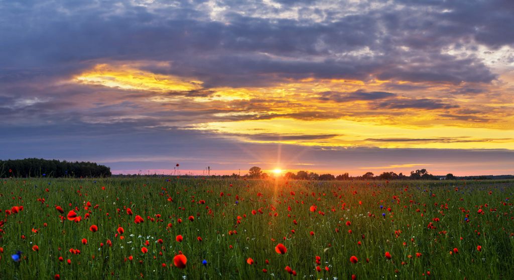 Paisaje de amapolas