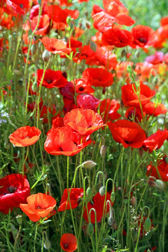 Primer plano de amapolas