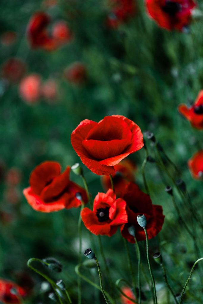 Amapolas y hierba