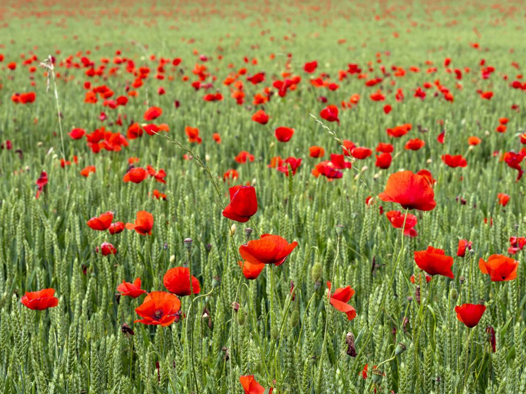 Campo de amapolas rojas