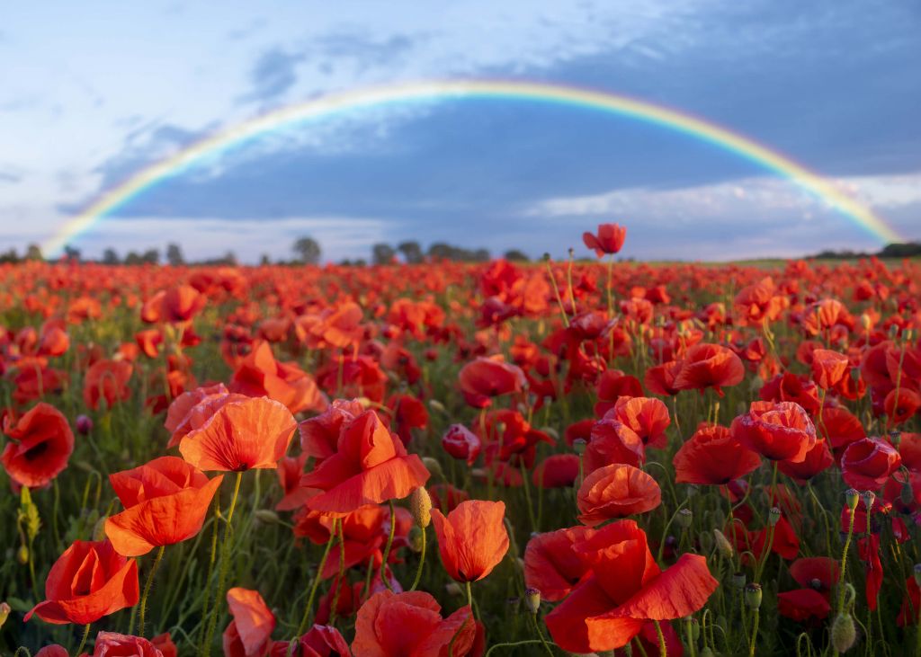 Amapolas con arco iris