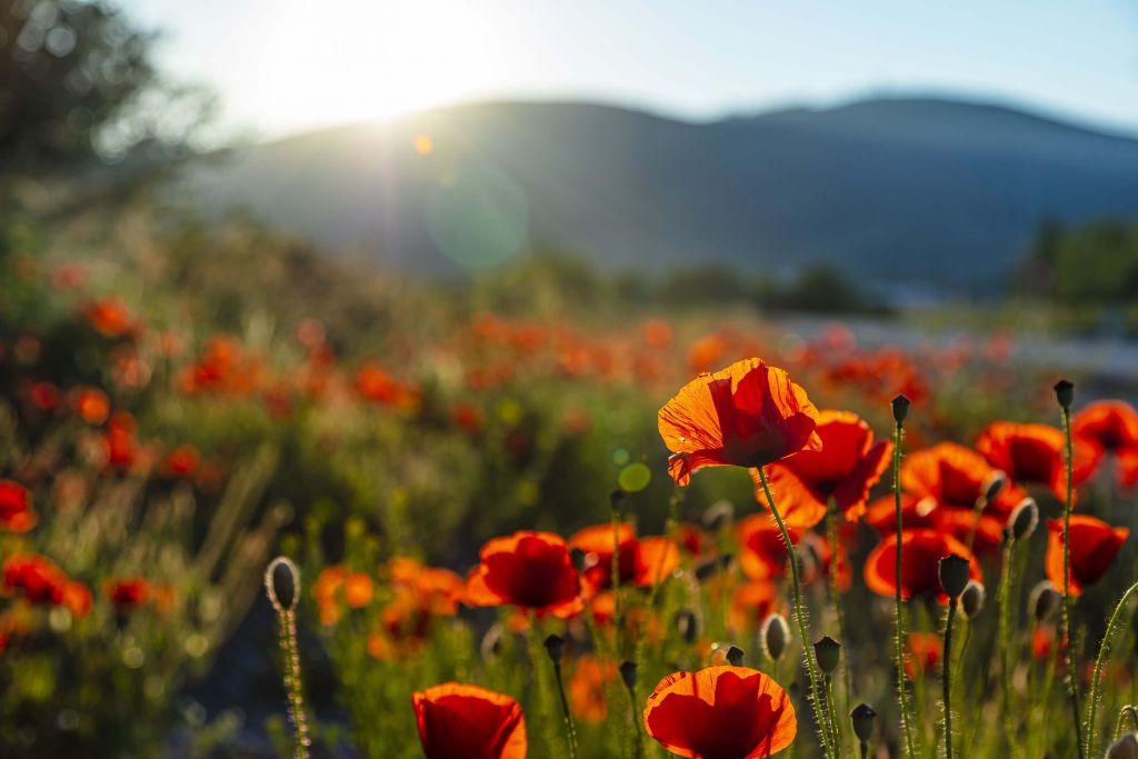 Amapolas con rayos de sol