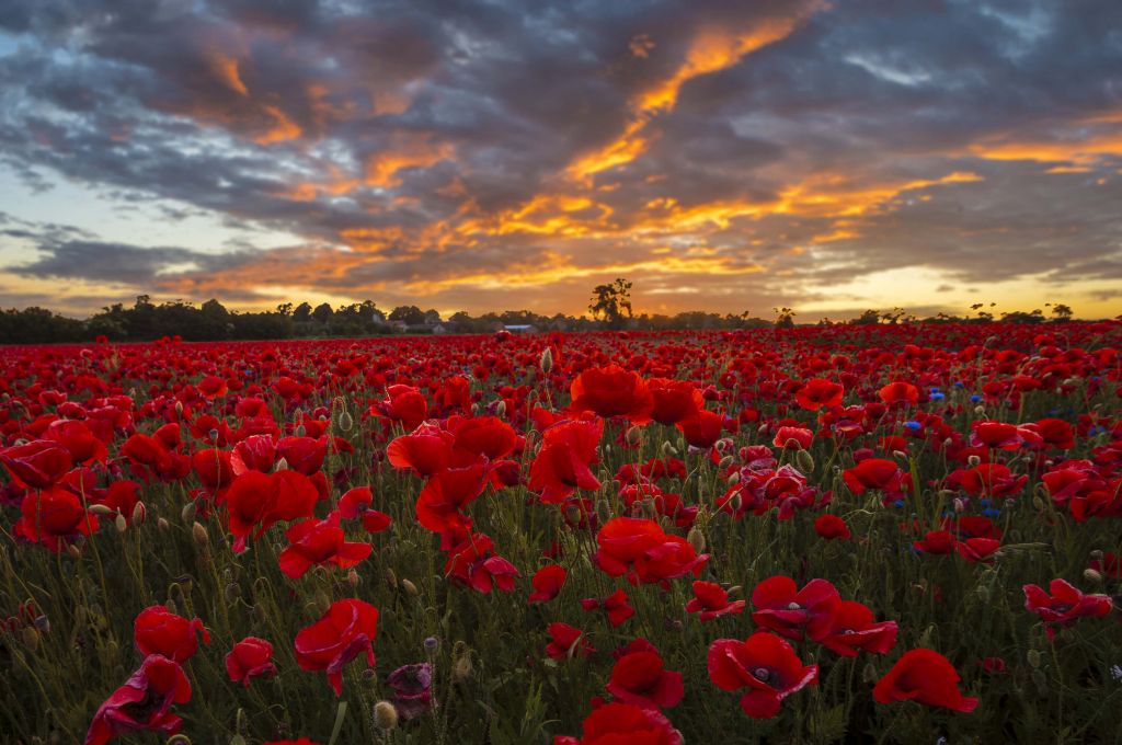 Campo de amapolas con un hermoso cielo