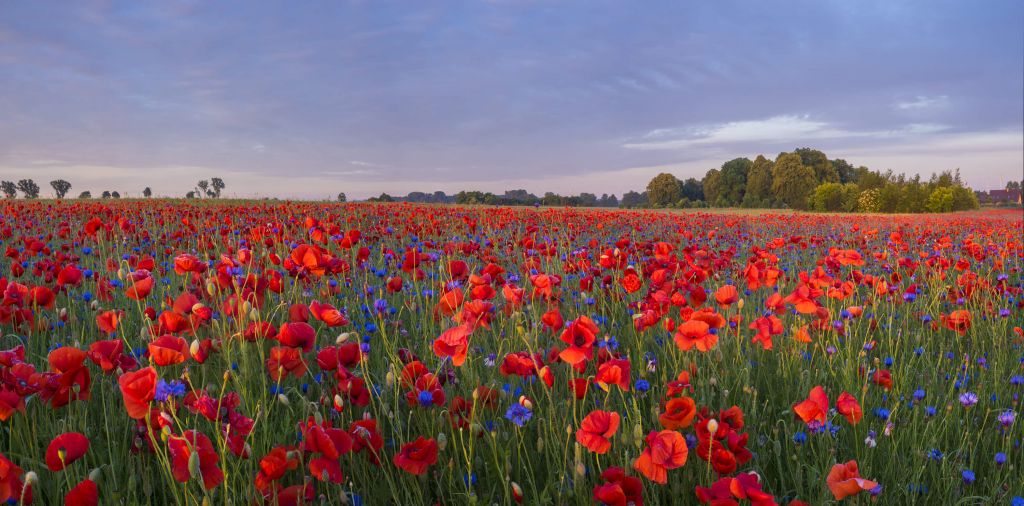 Flores azules y amapolas rojas