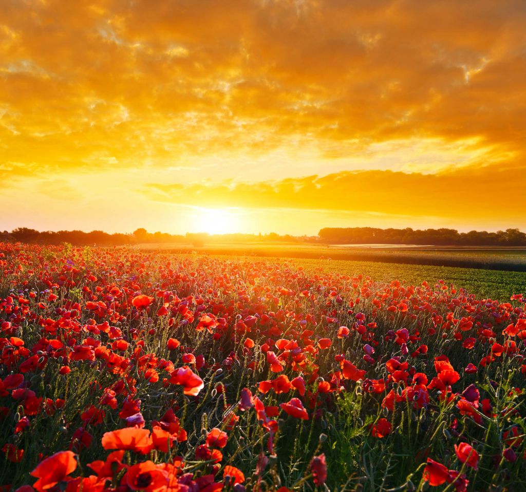 Amapolas y puesta de sol