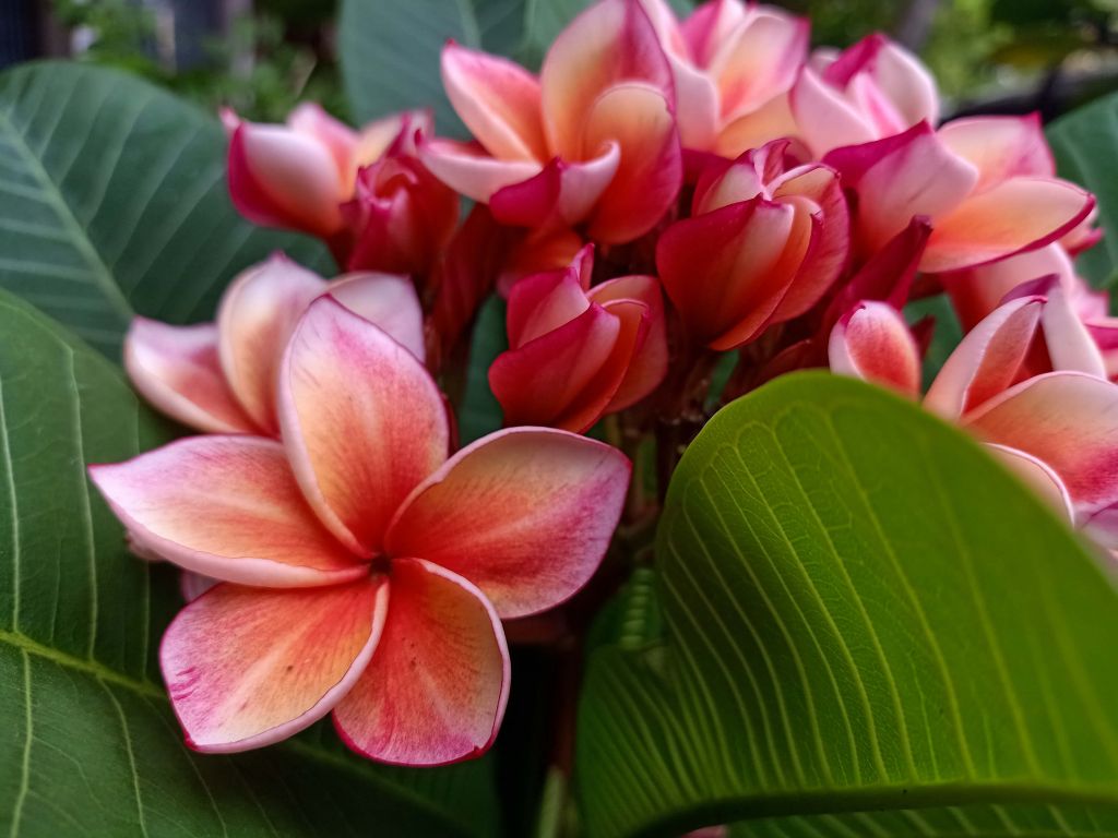 Flores tropicales