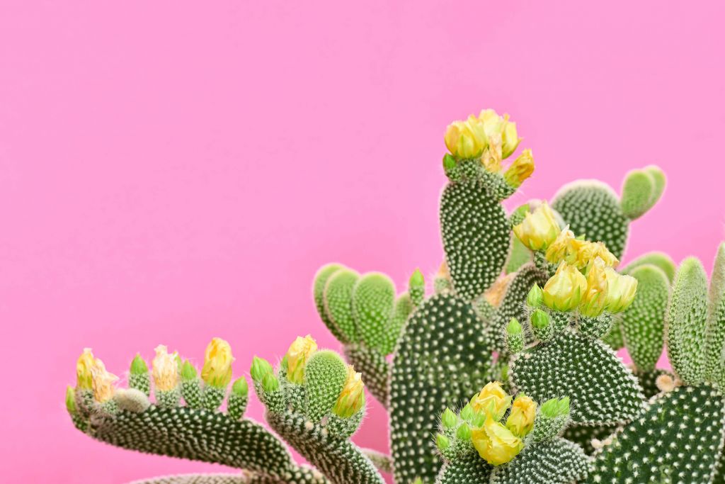 Cactus alegre