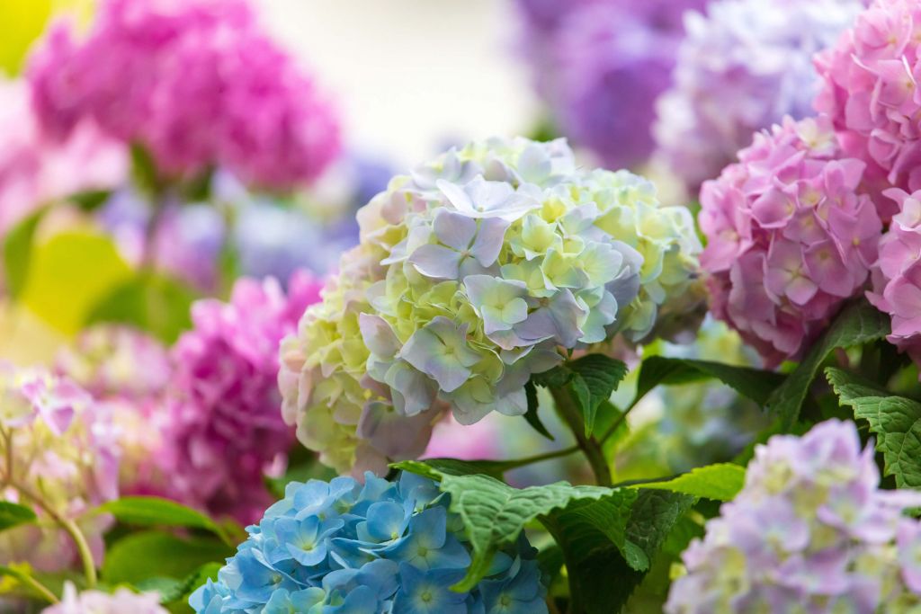 Flores de colores
