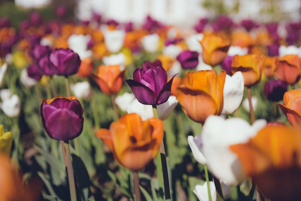 Tulipanes de colores en estilo vintage