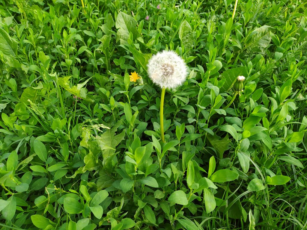 Campo verde con diente de león