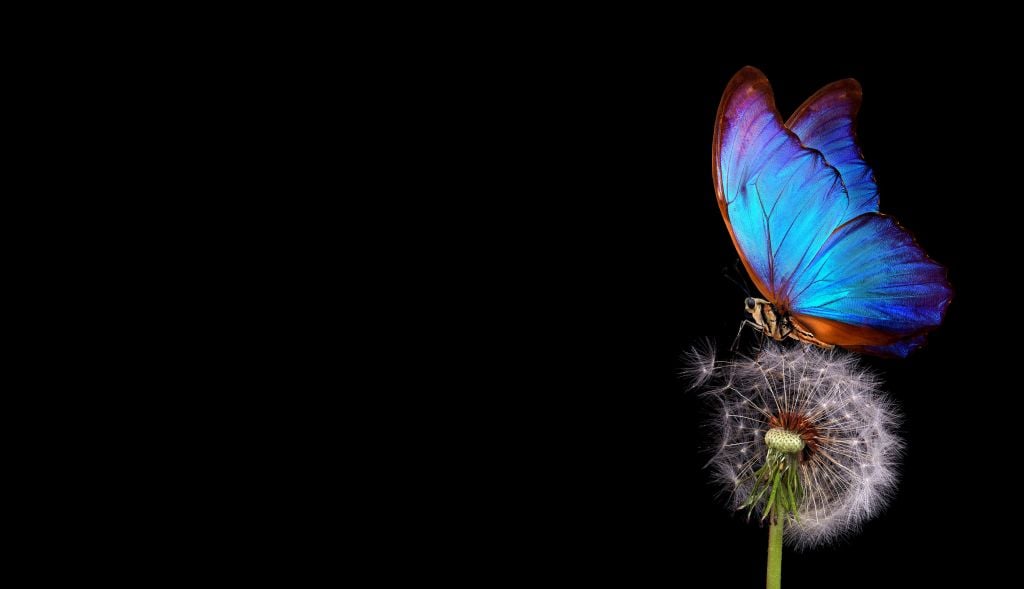 Mariposa azul sobre un diente de león