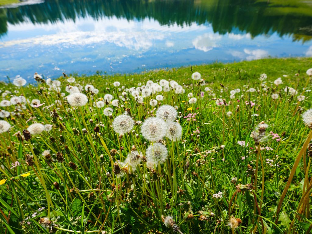 Campo florido