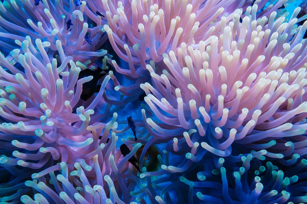 Primer plano del coral