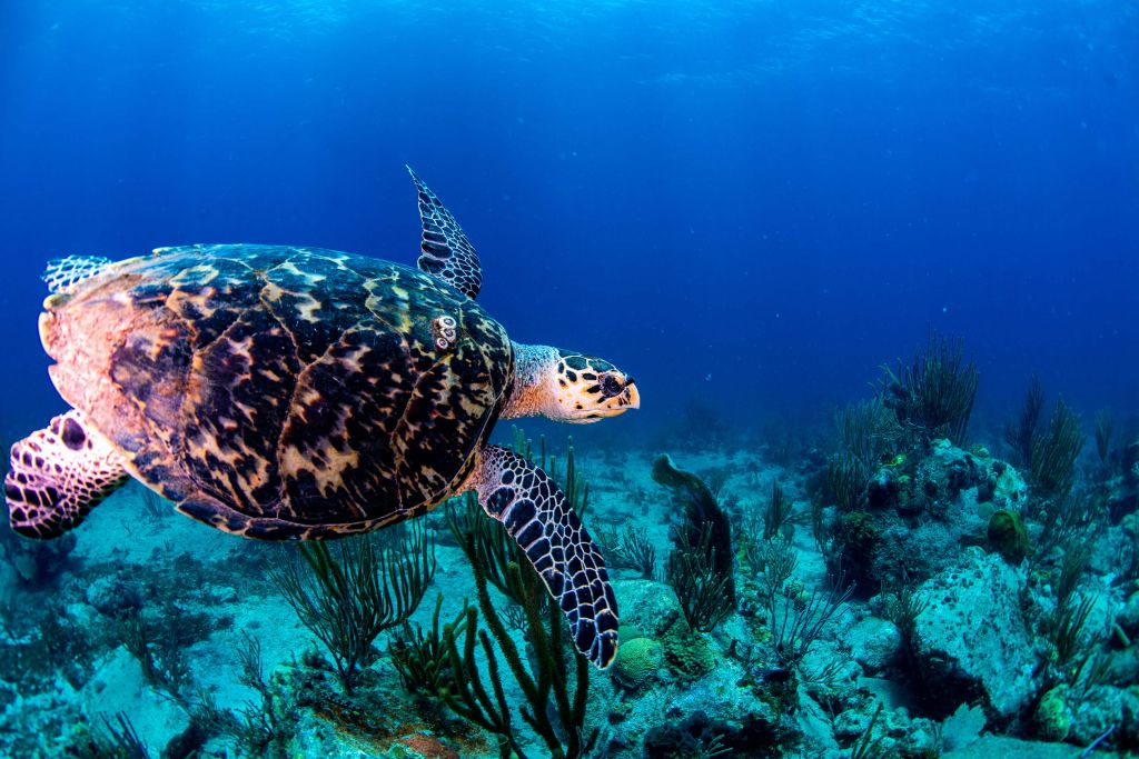 Tortuga nadando en el océano