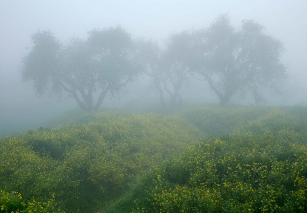 Árboles en la niebla densa