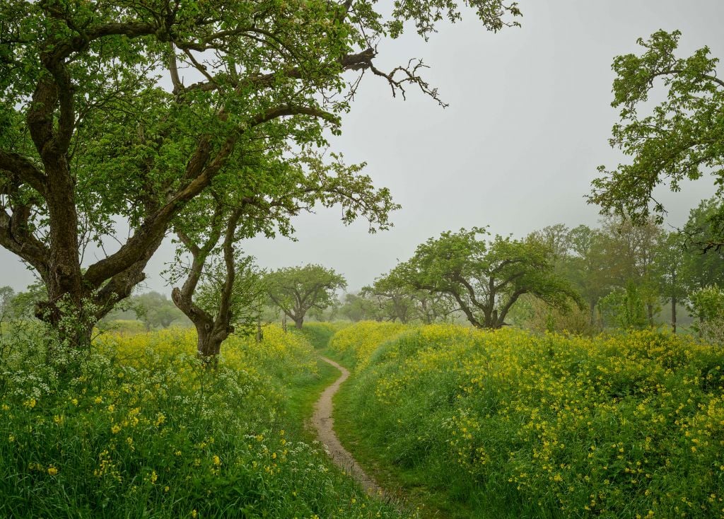 Camino entre colinas con flores amarillas