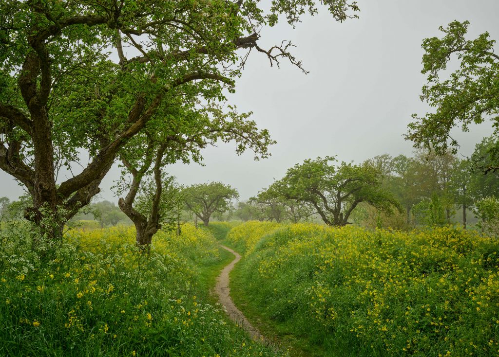 Camino entre colinas con flores amarillas