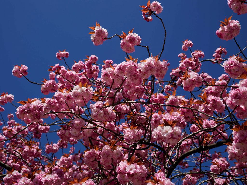 Flor rosa con cielo azul