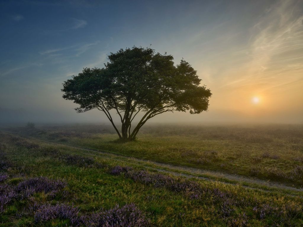 Amanecer en el páramo