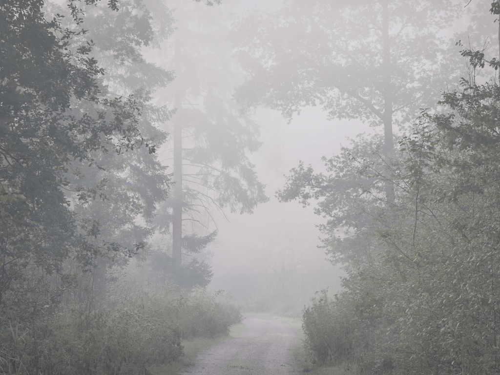 Camino a través de un bosque brumoso