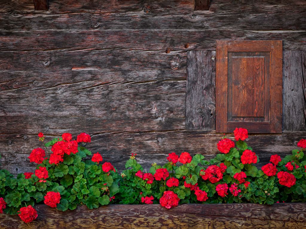 Madera vieja con flores