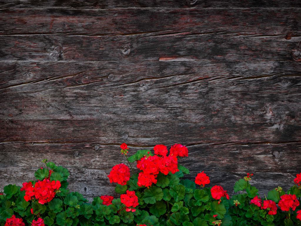 Madera envejecida con flores