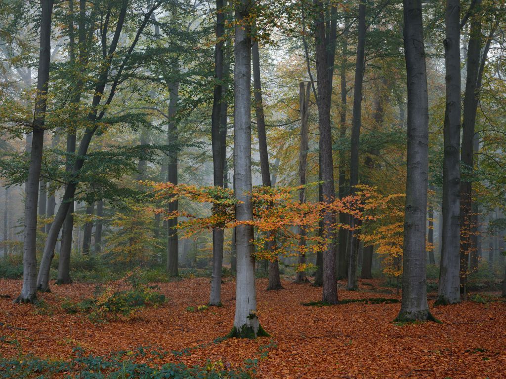 Colores otoñales en un bosque nebuloso