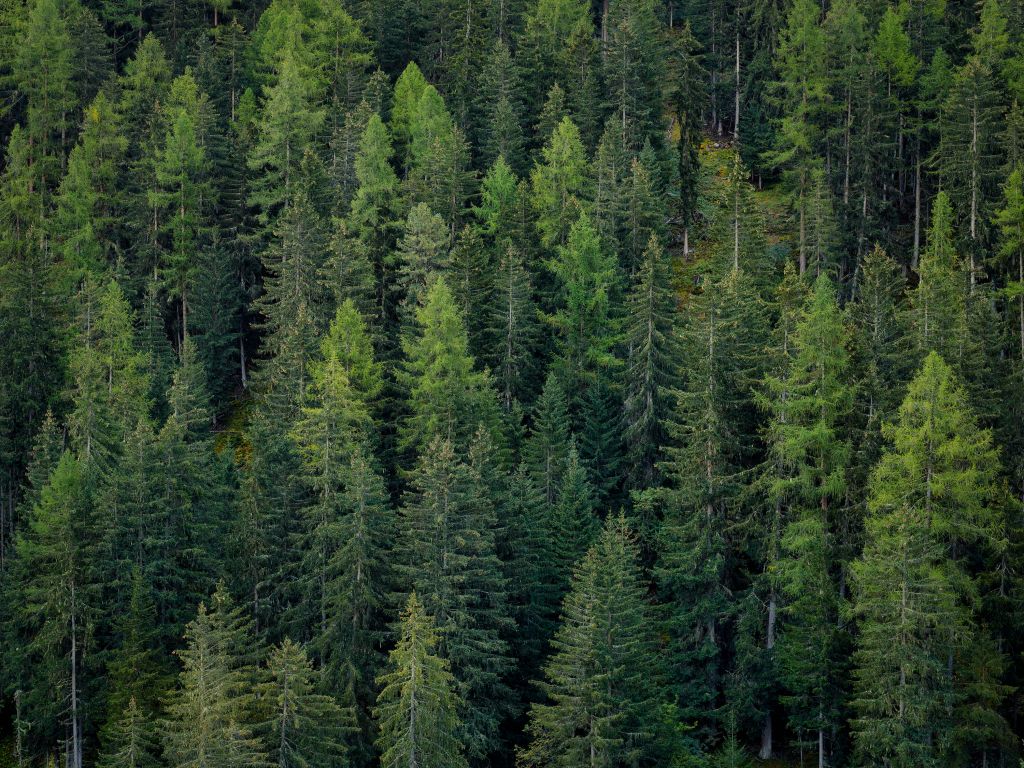 Bosque de abetos verdes