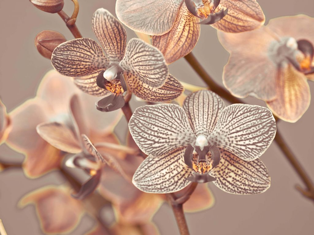 Orquídea de cerca