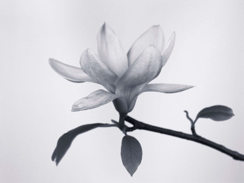 Hermosa magnolia