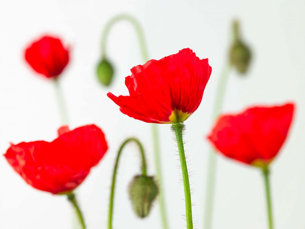 Primer plano de amapolas rojas