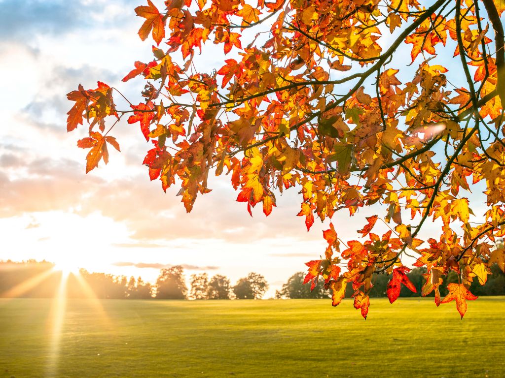 Árbol otoñal al atardecer