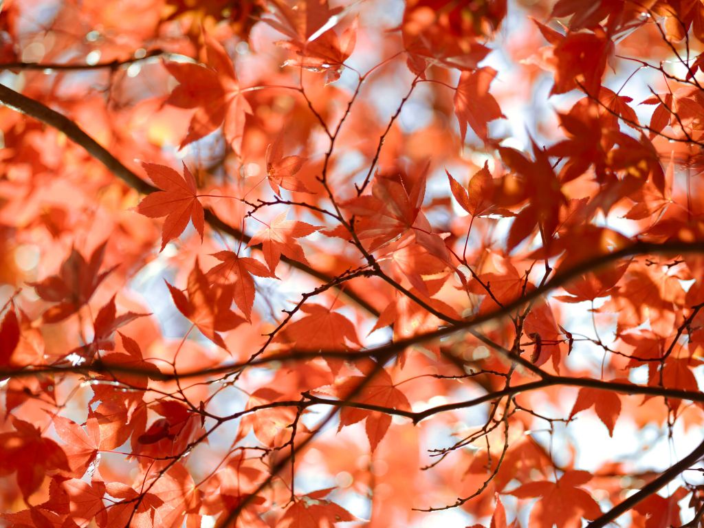 Hojas otoñales de colores