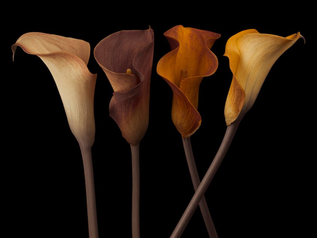 Lirios Calla