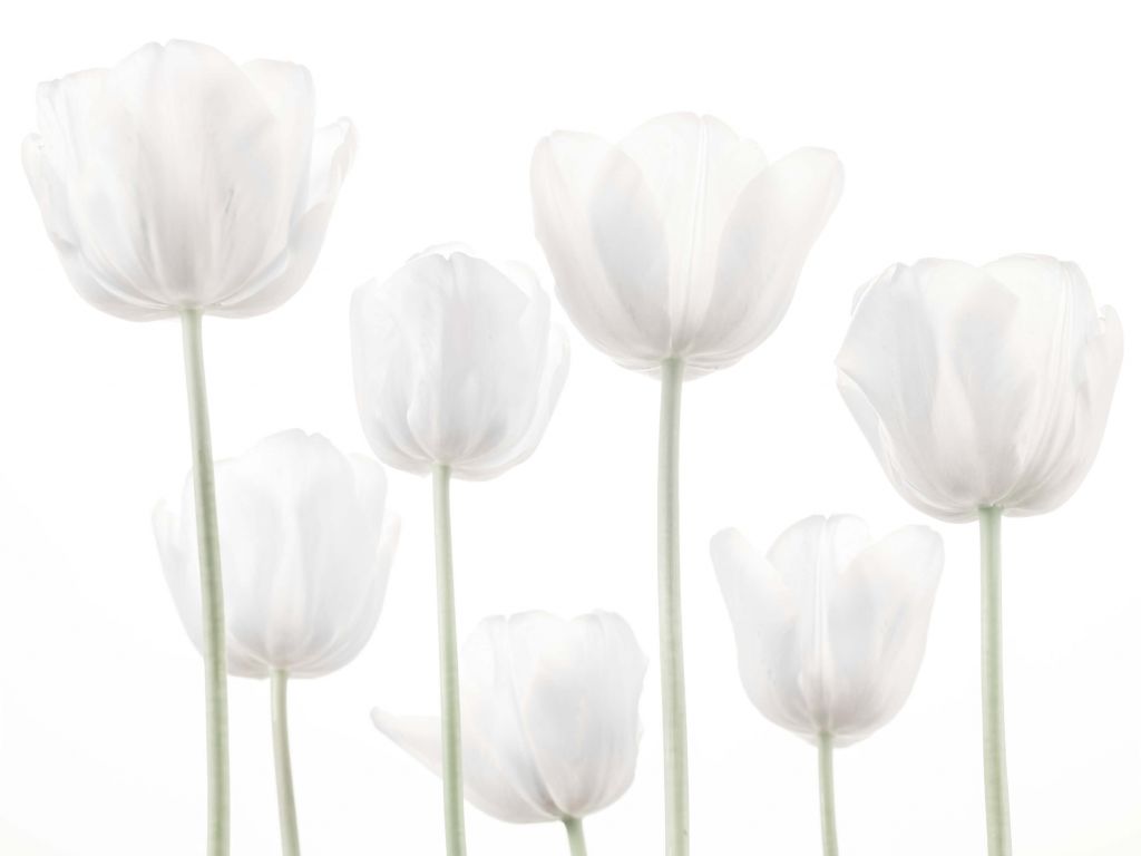 Tulipanes blancos