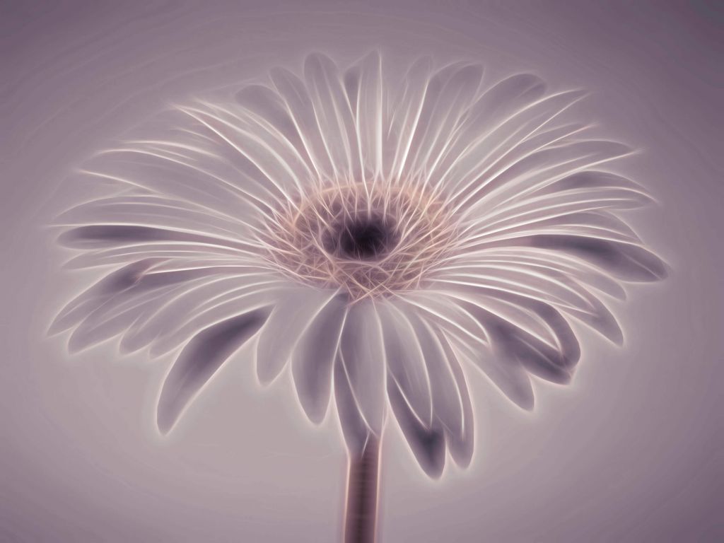 Flor de gerbera