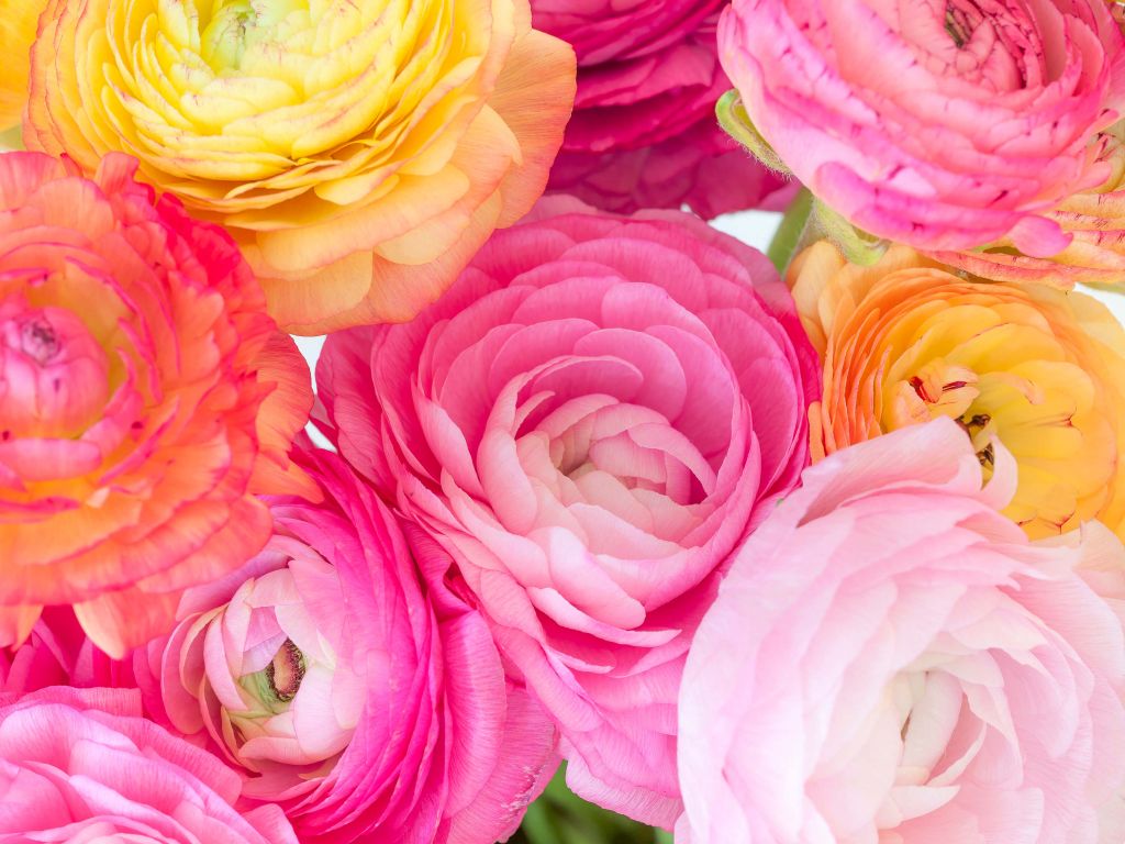 Ranunculus