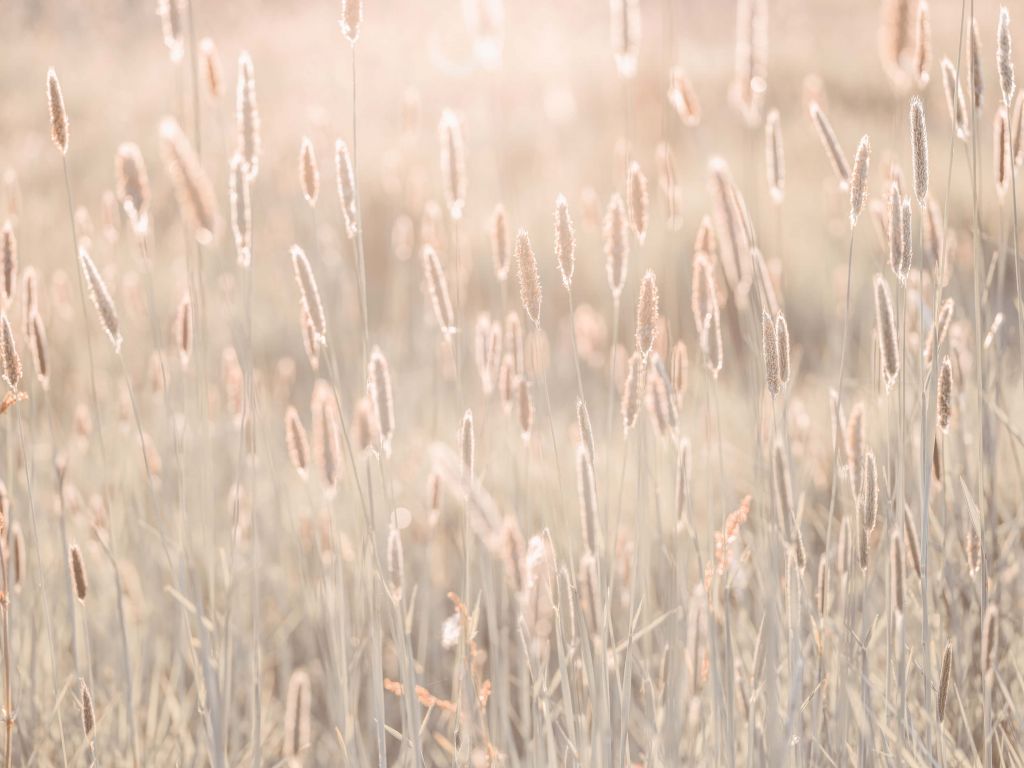 Pradera durante la puesta de sol