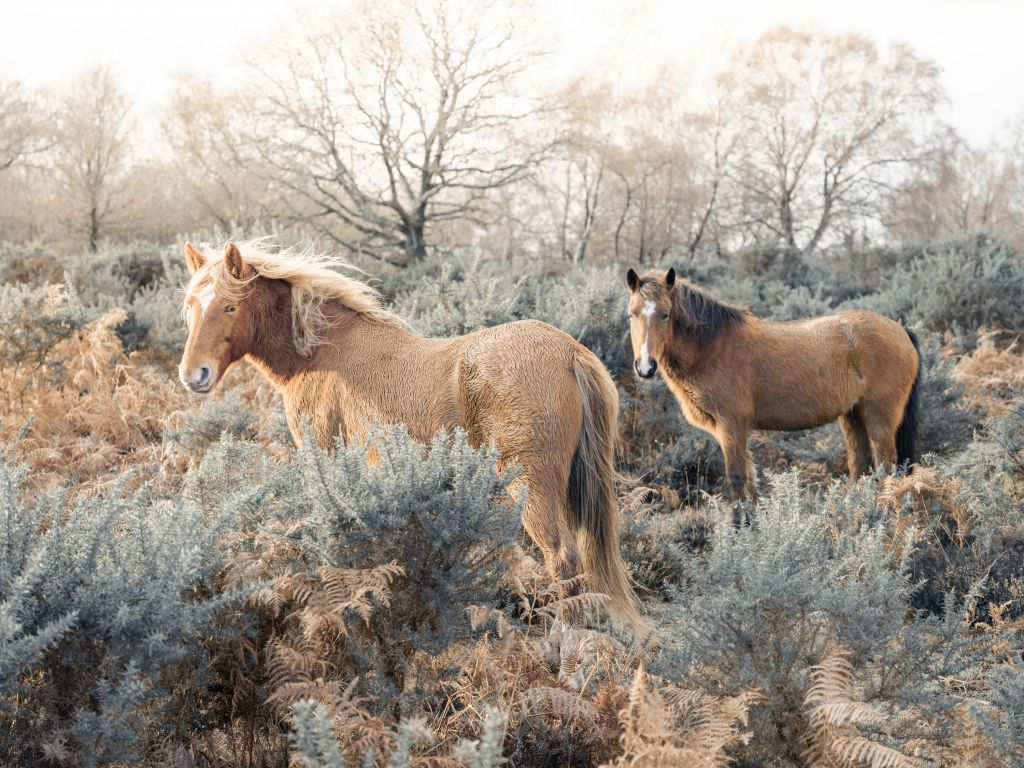 Caballos salvajes