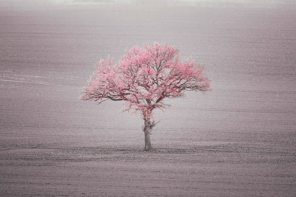 Hojas rosas