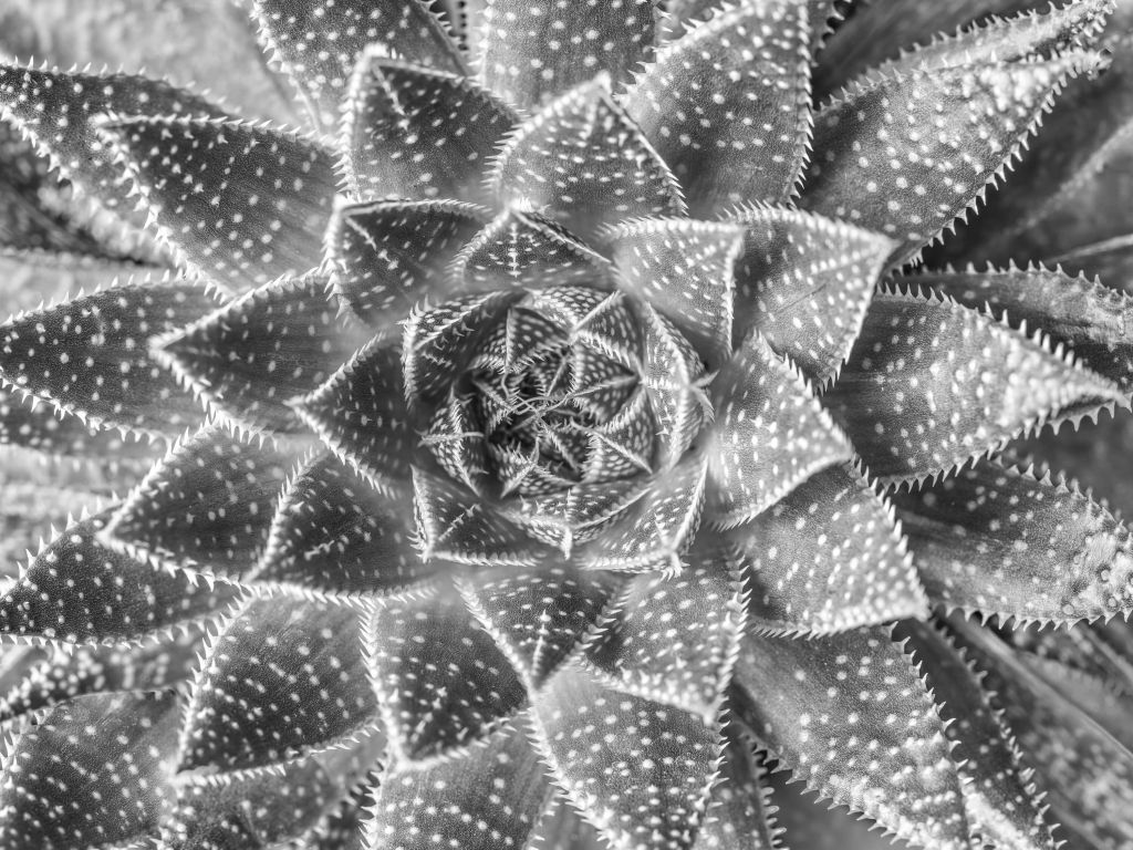 Suculenta en blanco y negro